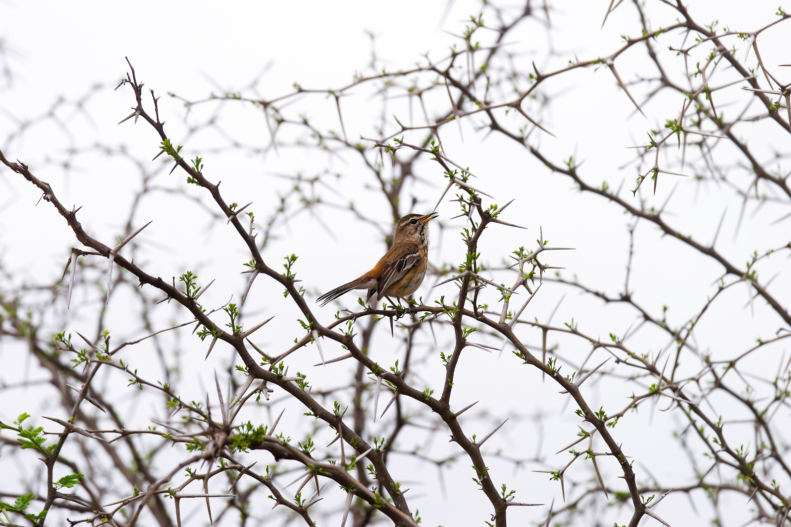 20161113 123555 Weissbrauenheckensänger
